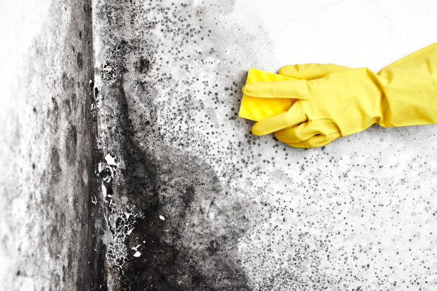 Mold Odor Removal Services in Mountain View, MO