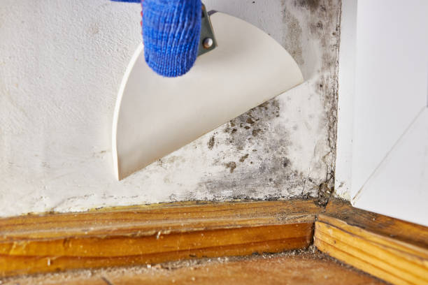 Best Mold Damage Restoration  in Untain View, MO